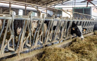 Monitoraggio ambientale nelle stalle bovine