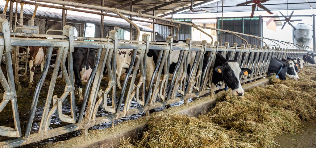 Monitoraggio ambientale nelle stalle bovine