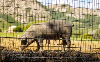 Recinzione elettrica per allevamenti: come gestire subito un guasto