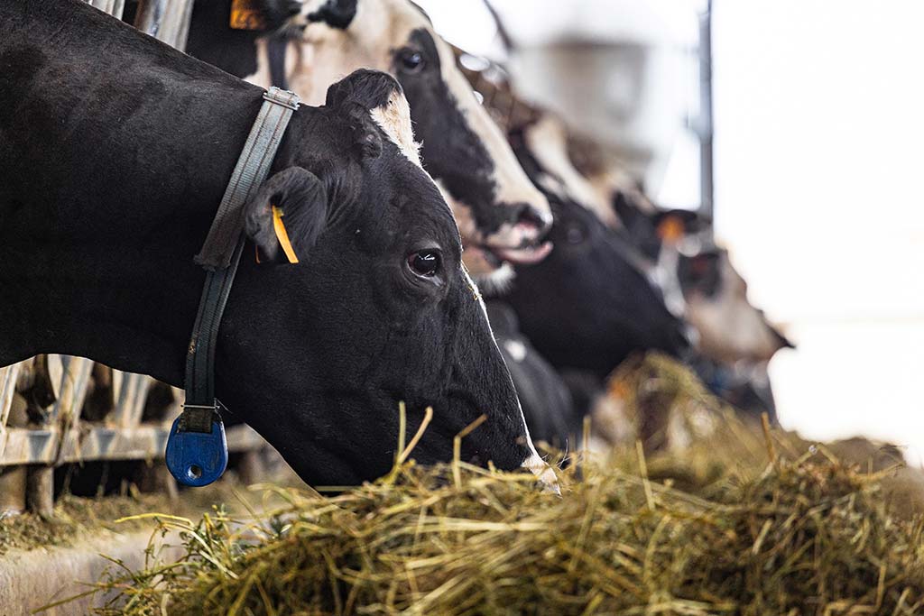 IoT per il monitoraggio degli allevamenti alla Fiera Agricola Zootecnica Italiana a Montichiari (Brescia) | SITIP TELECOMUNICAZIONI